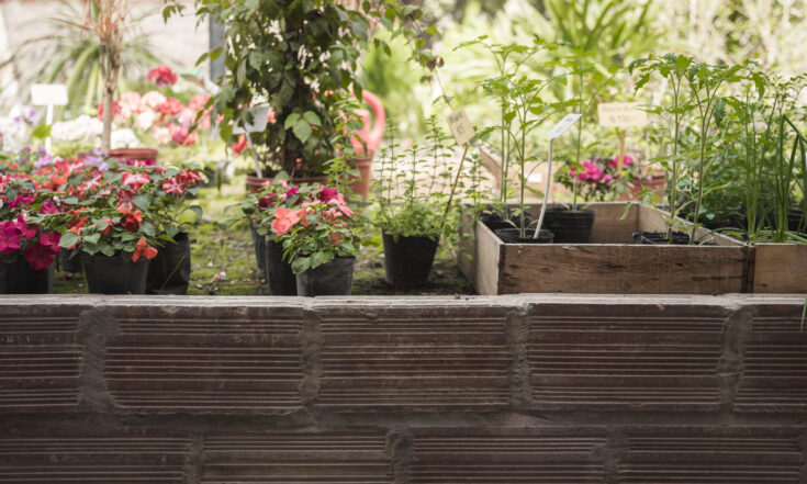 fresh-potted-flower-plants-growing-garden